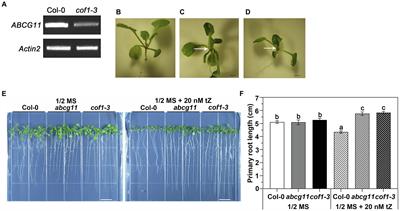 ABCG11 modulates cytokinin responses in Arabidopsis thaliana
